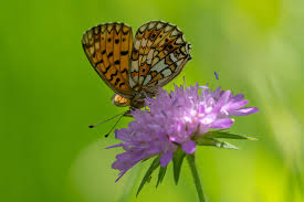 Attēlu rezultāti vaicājumam “Clossiana selene upperside”