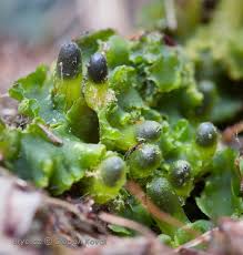 Attēlu rezultāti vaicājumam “Aneura pinguis”