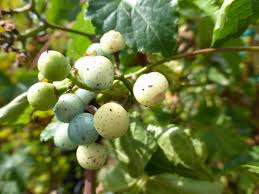 Attēlu rezultāti vaicājumam “Ampelopsis glandulosa var. brevipedunculata”