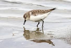 Attēlu rezultāti vaicājumam “Calidris minuta”