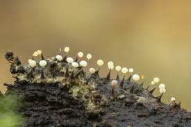 Attēlu rezultāti vaicājumam “Physarum leucophaeum stalked”