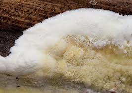 Attēlu rezultāti vaicājumam “Gloeoporus pannocinctus”