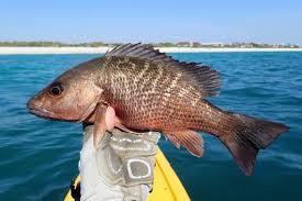 Image result for Lutjanus griseus