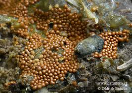 Attēlu rezultāti vaicājumam “Trichia varia spores”