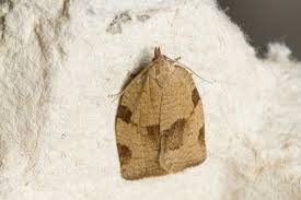 Attēlu rezultāti vaicājumam “Lozotaenia forsterana”