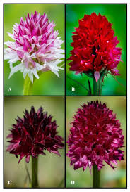 Attēlu rezultāti vaicājumam “Gymnadenia conopsea bud”