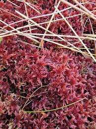 Attēlu rezultāti vaicājumam “Sphagnum warnstorfii”