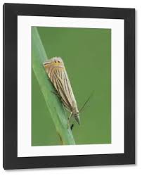 Attēlu rezultāti vaicājumam “Psychidae”