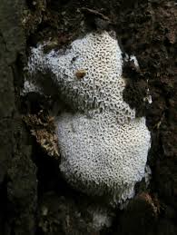 Attēlu rezultāti vaicājumam “Oxyporus corticola”