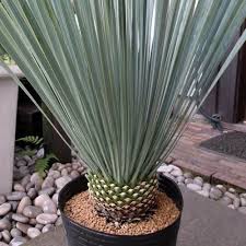 Image result for ふぇらすたX68=