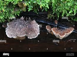 Attēlu rezultāti vaicājumam “Gloiodon strigosus”