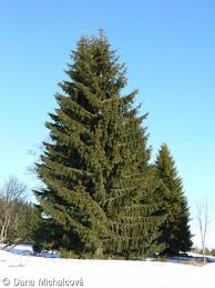 Attēlu rezultāti vaicājumam “Picea abies fruit”