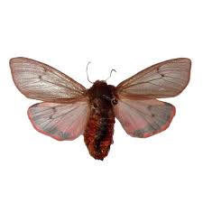 Attēlu rezultāti vaicājumam “Phragmatobia fuliginosa imago”