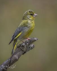 Attēlu rezultāti vaicājumam “Chloris chloris male”