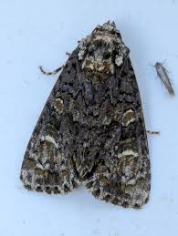 Attēlu rezultāti vaicājumam “Craniophora ligustri imago”