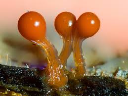 Attēlu rezultāti vaicājumam “Hemitrichia decipiens var. hemitrichoides spores”