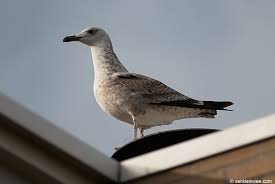 Image result for Larus cachinnans