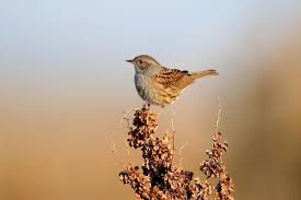 Attēlu rezultāti vaicājumam “Prunella modularis”