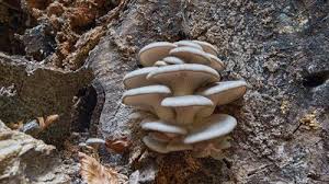 Attēlu rezultāti vaicājumam “Lycoperdon pyriforme sessile”