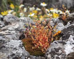 Attēlu rezultāti vaicājumam “Saxifraga tridactylites fruit”