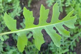 Attēlu rezultāti vaicājumam “Sisymbrium volgense leaf”