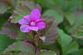 Attēlu rezultāti vaicājumam “Rubus arcticus flower”