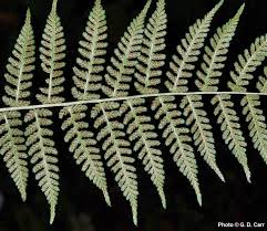 Attēlu rezultāti vaicājumam “Athyrium filix-femina”