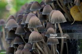 Attēlu rezultāti vaicājumam “Coprinus micaceus”