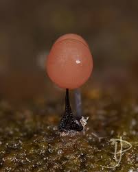 Attēlu rezultāti vaicājumam “Comatricha fragilis”