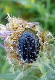 Attēlu rezultāti vaicājumam “Oxythyrea funesta”