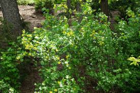 Attēlu rezultāti vaicājumam “Ribes alpinum”