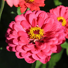 Image result for Zinnia elegans