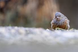 Image result for Emberiza caesia