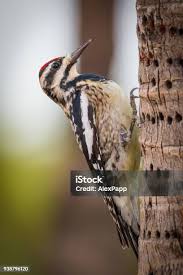 Image result for Sphyrapicus varius