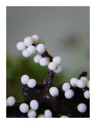 Attēlu rezultāti vaicājumam “Trichia varia”