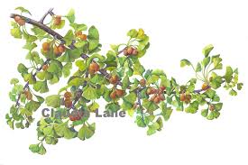 Attēlu rezultāti vaicājumam “Ginkgo biloba male flower”