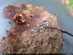 Attēlu rezultāti vaicājumam “Badhamia lilacina var. megaspora spores”