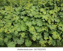 Attēlu rezultāti vaicājumam “Alchemilla vulgaris aggr. bud”