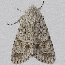 Attēlu rezultāti vaicājumam “Acronicta aceris”