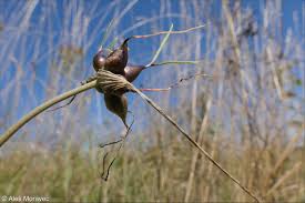 Attēlu rezultāti vaicājumam “Allium oleraceum”