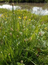 Attēlu rezultāti vaicājumam “Eleocharis uniglumis”