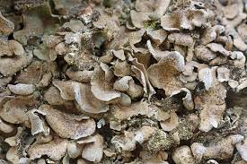 Attēlu rezultāti vaicājumam “Dermatocarpon miniatum”