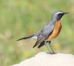 Image result for Irania gutturalis