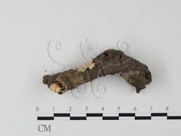 Attēlu rezultāti vaicājumam “Perenniporia medulla-panis”