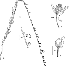 Attēlu rezultāti vaicājumam “Linaria loeselii”