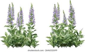 Image result for Veronica teucrium