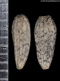 Attēlu rezultāti vaicājumam “Arctium tomentosum”