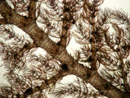 Attēlu rezultāti vaicājumam “Retinia resinella exuvia”