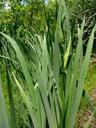 Attēlu rezultāti vaicājumam “Iris pseudacorus leaf”