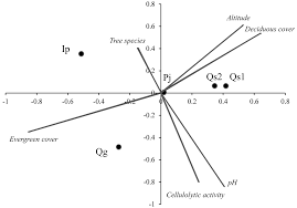 Attēlu rezultāti vaicājumam “Diderma effusum young”